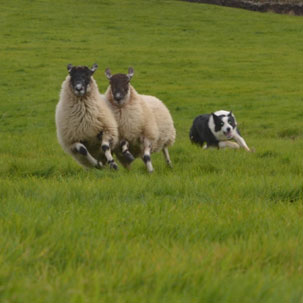 Sheep Dog Trials Lancashire
